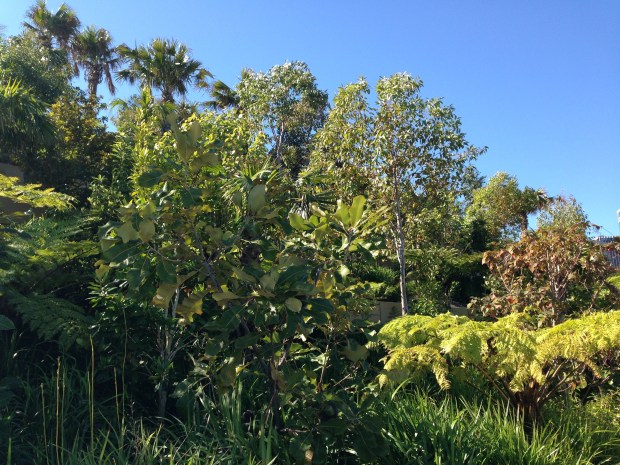 Contrasting forms and textures of indigenous plants to Sydney harbour