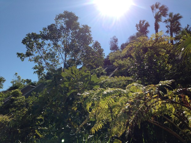 Contrasting textures at Barangaroo Reserve