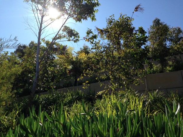 Dense, lush planting at Barangaroo Reserve
