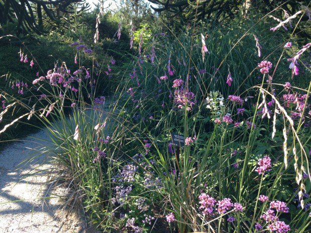 Dierama and Cleome at VanDusen Botanical Garden