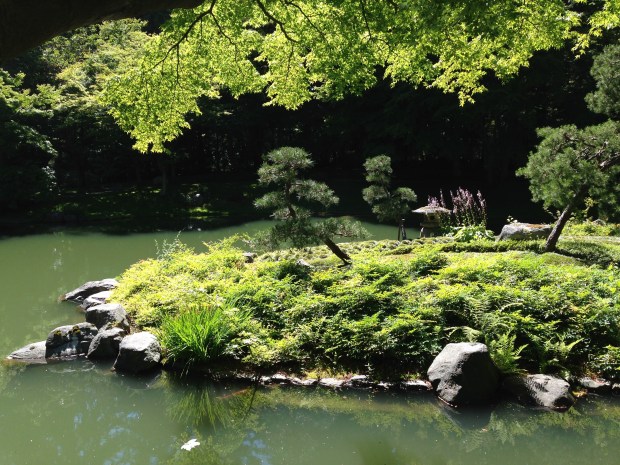Feature pines at Nitobe Japanese Garden