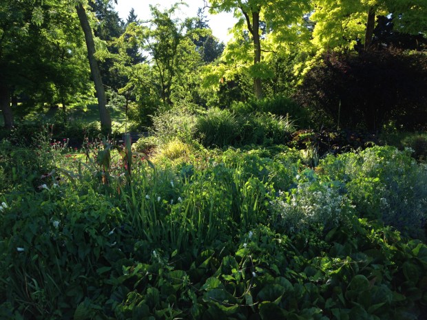Generous planting at VanDusen Botanical Garden