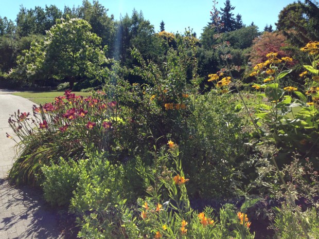 Gorgeous daylilies in VanDusen Botanical Garden