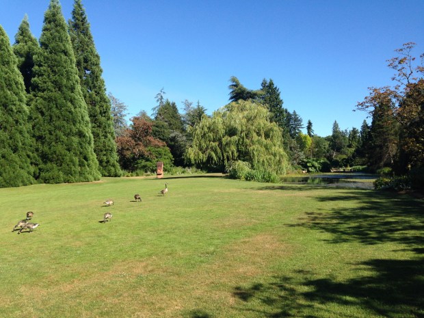 Grand conical pines and happy wildlife at VanDusen Botanical Garden
