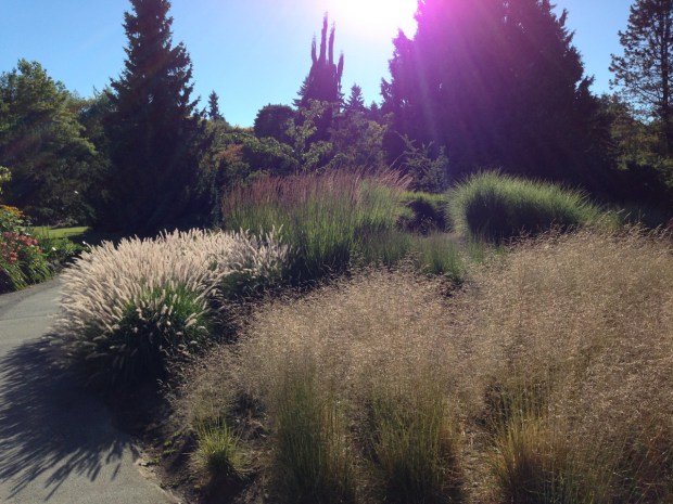 Grasses in the late afternoon light. Janna Schreier