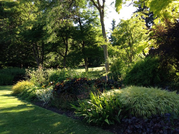 Healthy new growth brings an almost florescent light in VanDusen Botanical Garden