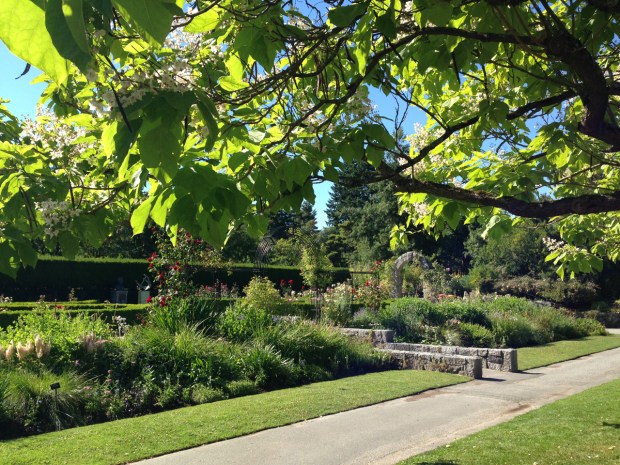 Informal plantings border the formal Rose garden at the VanDusen Botanical Garden