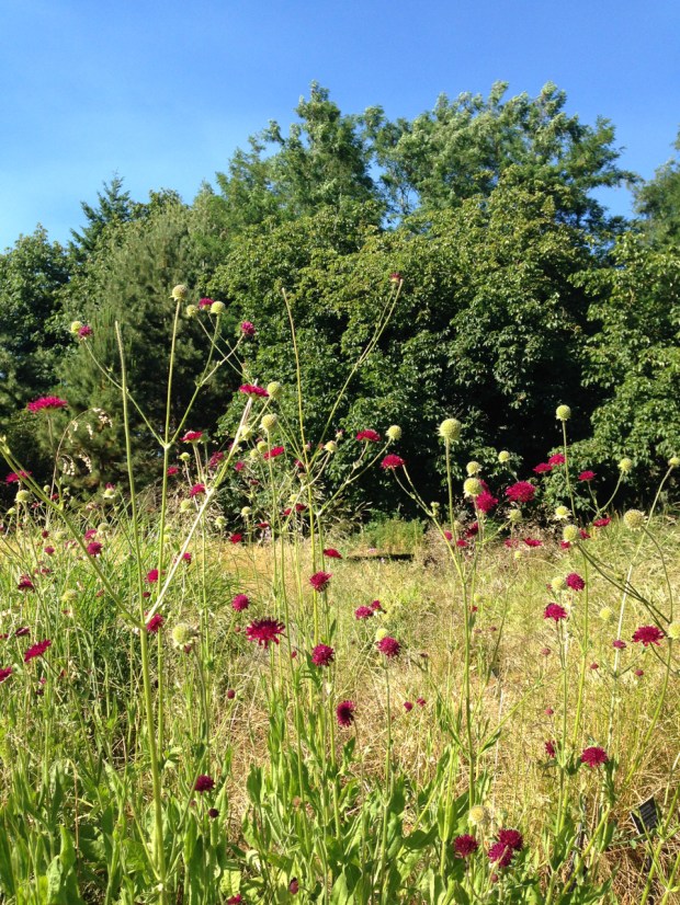 Knautia flowers and seed heads make a beautiful, light display at VanDusen Botanical Garden