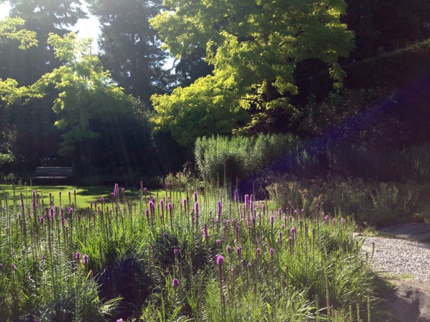 Liatris en masse looks stunning in the evening light at VanDusen Botanical Garden
