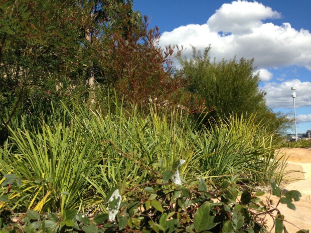 Mix of plant textures at Barangaroo Reserve