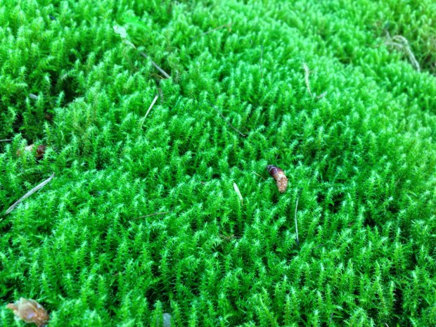 Moss at Nitobe Japanese Garden, Vancouver