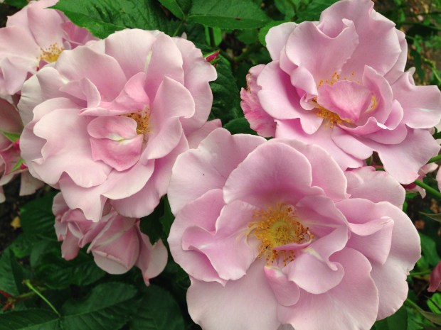 Roses at Government House, British Columbia. Janna Schreier