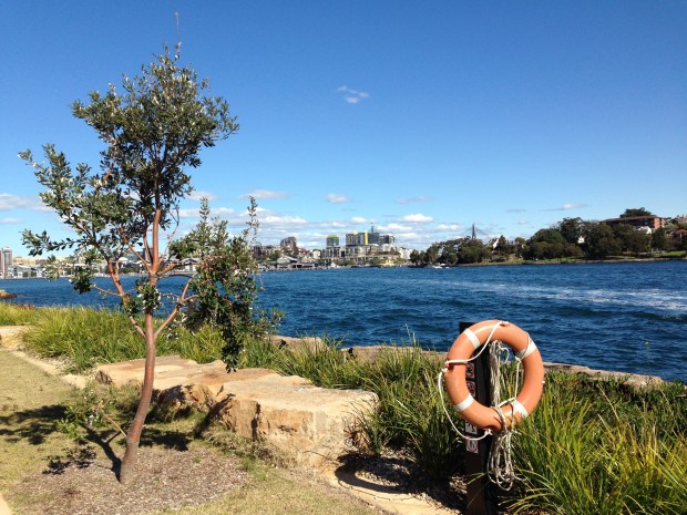 Simple foreshore plantings at Barangaroo Reserve