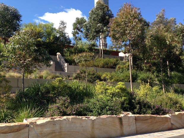 Stunning mixed indigenous planting at Barangaroo Reserve