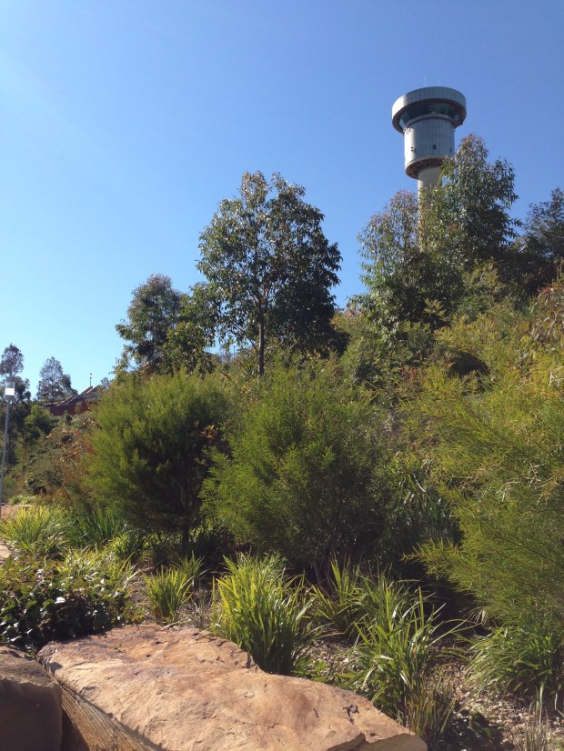 Sun loving Acacia at Barangaroo Reserve
