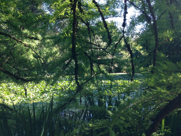 The Cypress Pond at VanDusen Botanical Garden