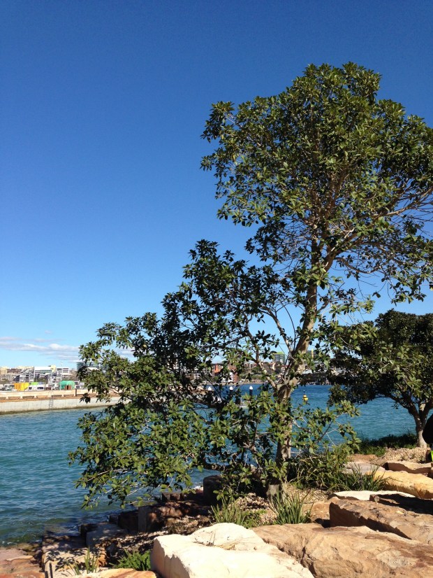 Tranplanted fig at Barangaroo Reserve