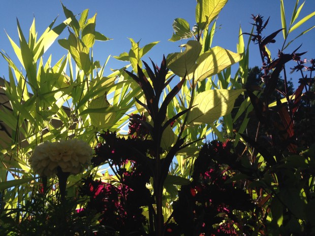 Vivid colours are mixed in this container planting at VanDusen Botanical Garden