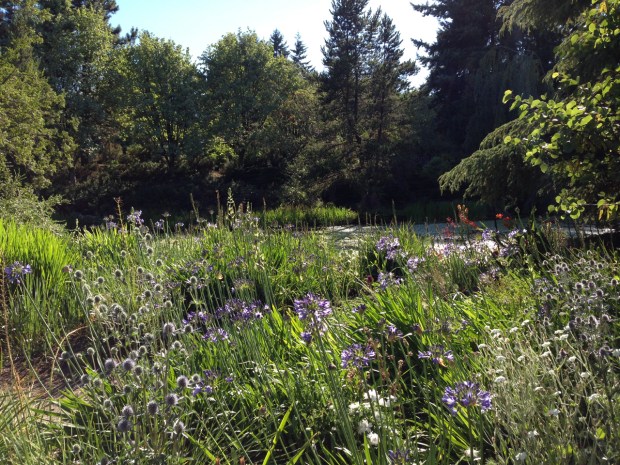 Wonderful mix of sun loving plants at VanDusen Botanical Garden