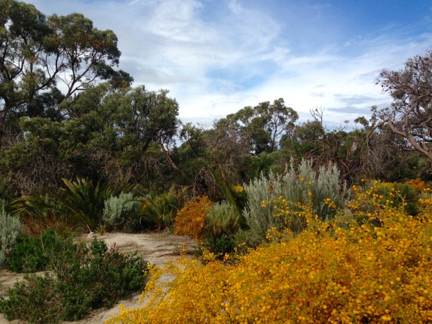Acacia and Zamia in Bold Park, WA