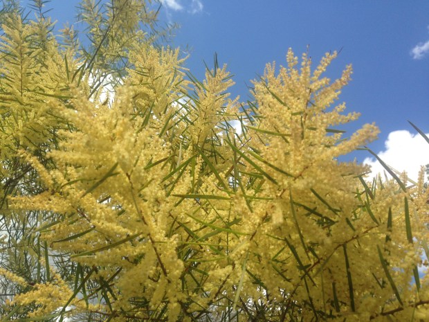 Acacia at Muogamarra Nature Reserve