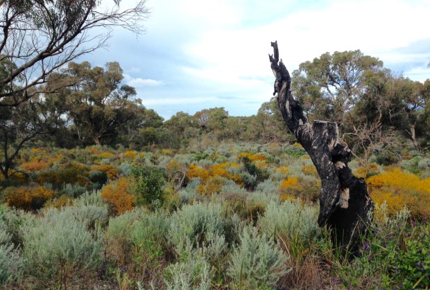 Amazing natural colours in Bold Park, Perth