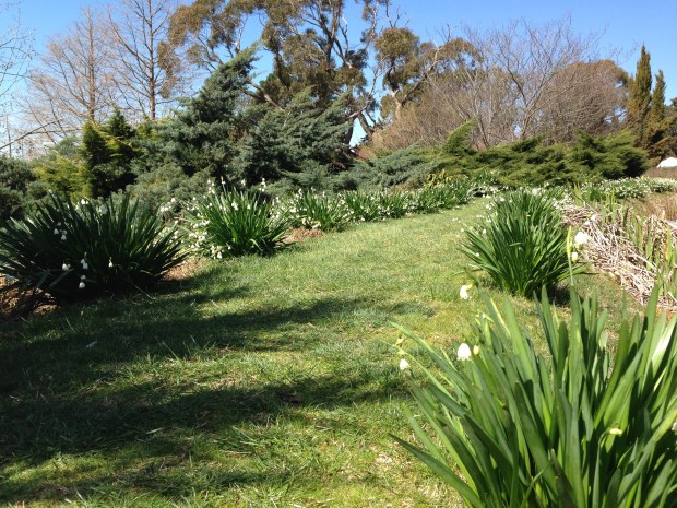 Avenue of snowflakes at Chapel House, Rydal