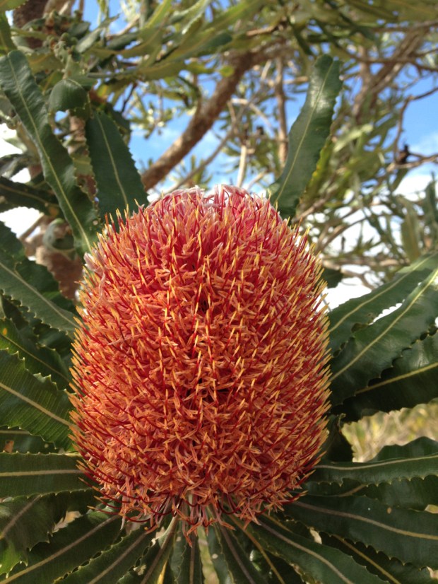Banksia menziesii in Bold Park, WA