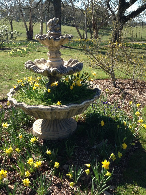 Beautiful display of daffodils at Karingal, Rydal