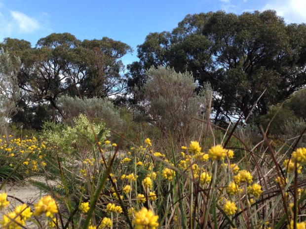 Bold Park vegetation in sandy, sandy soil