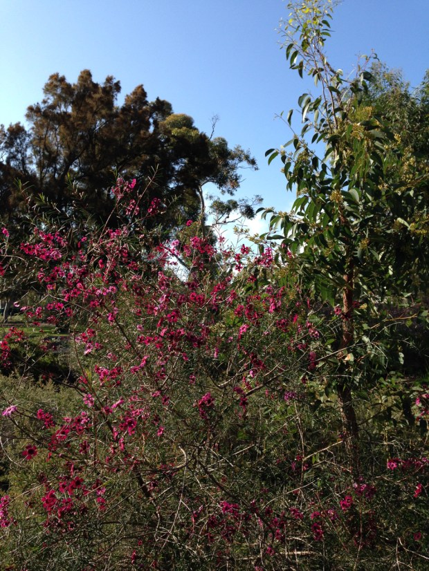 Bright pink Chamelaucium reminds me of Cosmos colourings