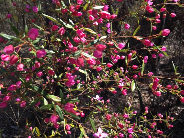Bright pop of Boronia ledifolia