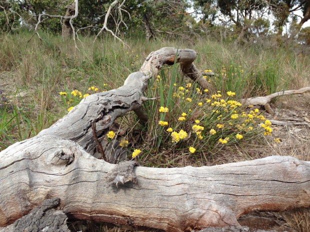 Conostylis wildflowers in Bold Park, Perth