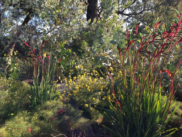 Contrasting colours and textures in Kings Park