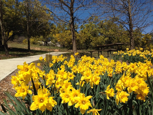 Daffodils and Acacia at Pioneer Park in Rydal