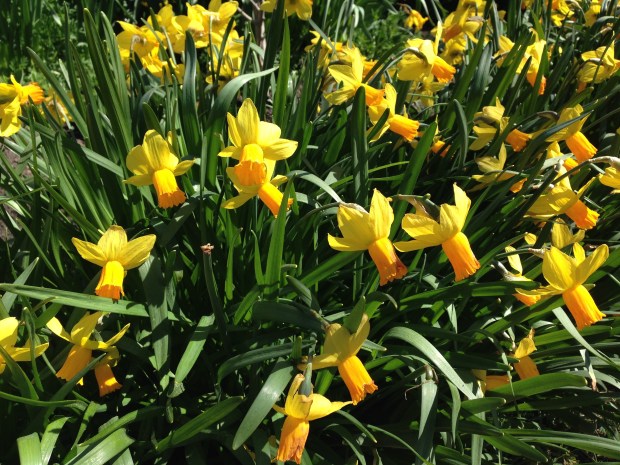 Daffodils at Rydal