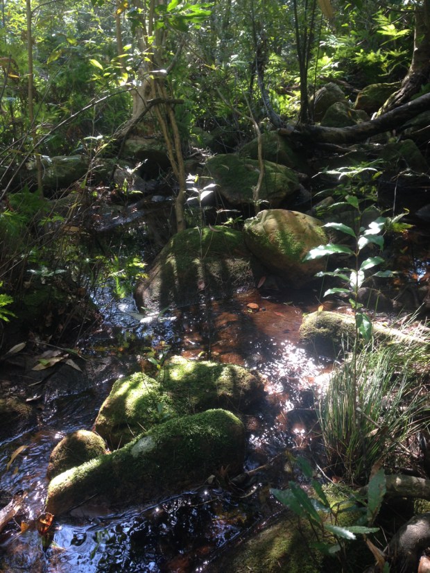 Deep green vegetation and mossy rocks at Muogamarra Nature Reserve