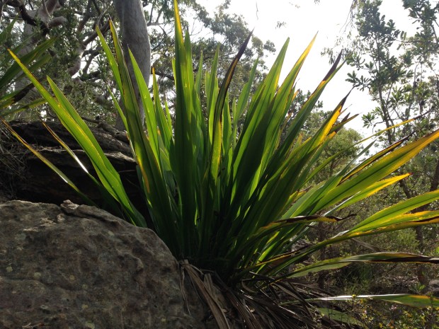 Doryanthese excelsa at Muogamarra
