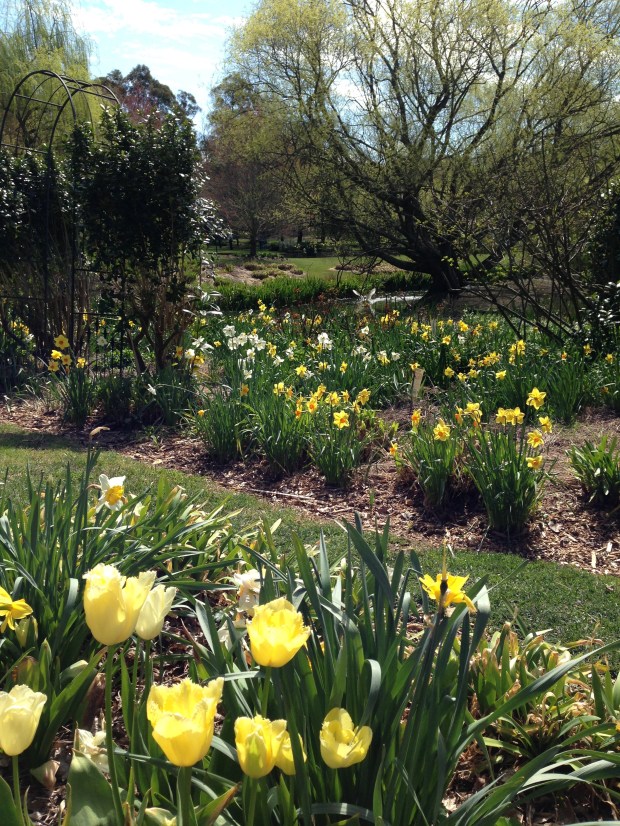 Early tulips, daffodils and geese at Chapel House, Rydal