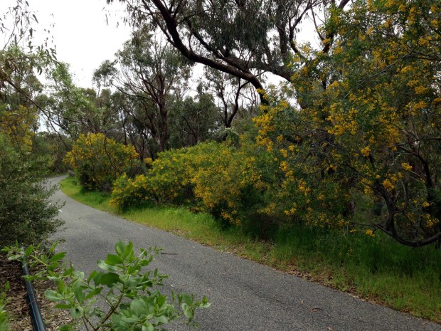 English country lane, smelling of Acacia!
