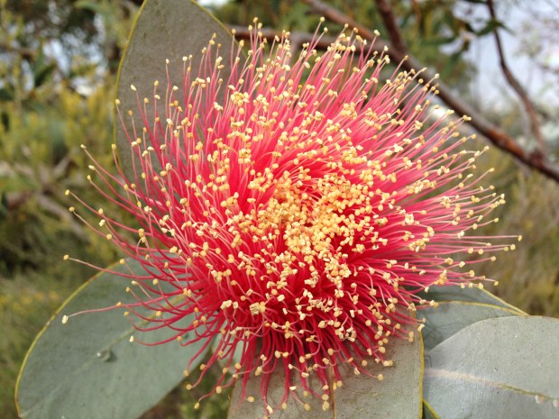 Eucalyptus macrocarpa (Mottlecah)