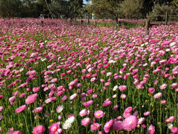 Everlasting native flowers in Kings Park