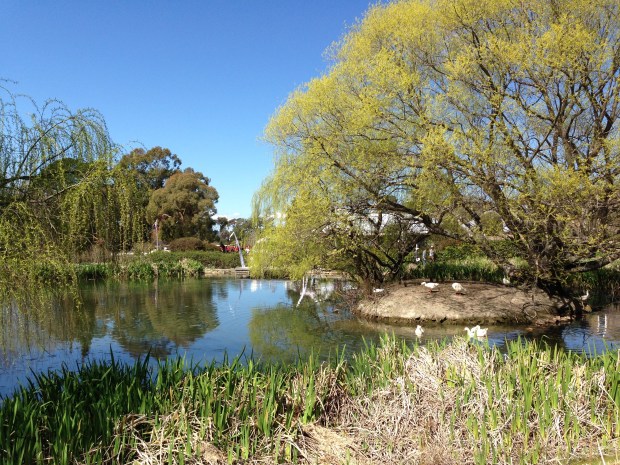 Geese on the lake at Chapel House, Rydal