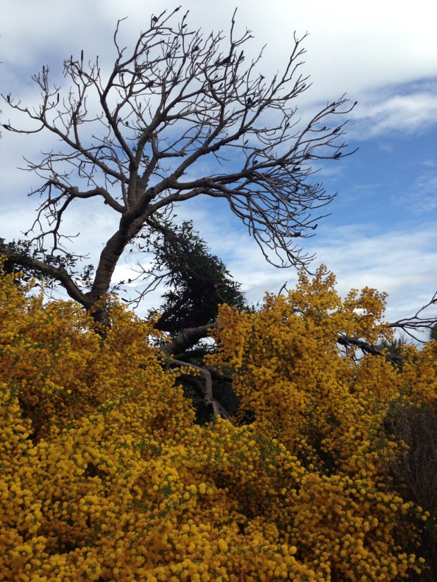 Glorious Acacia in Bold Park, Perth