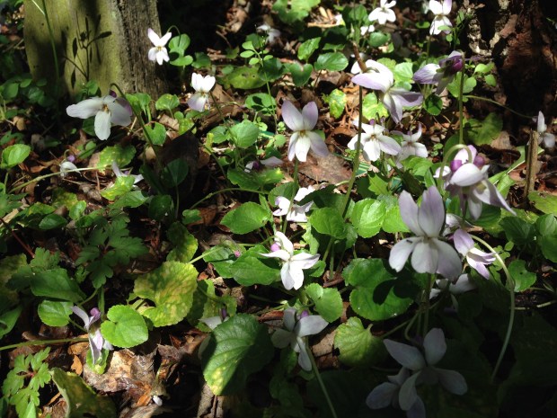 Gorgeous violets in Rosie's garden
