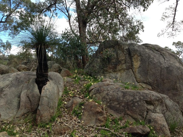 Grass tree growing through a rock in Mundaring