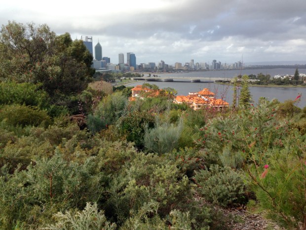 Grevillea heaven overlooking the Swan River