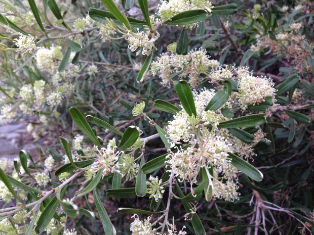 Grevillea in Kings Park