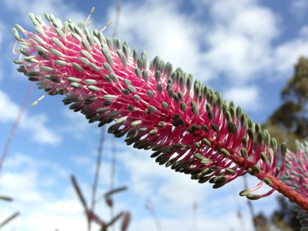 Grevillea petrophiloides sub. magnifica flower