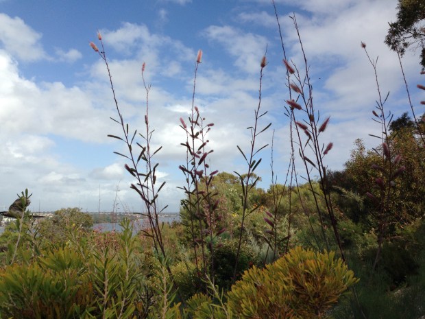 Grevillea petrophiloides sub. magnifica